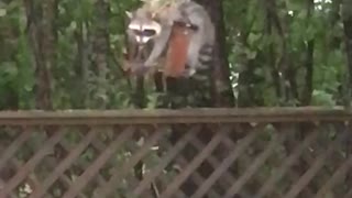 Raccoon Endures Hurricane Winds For Food
