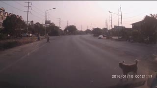 Dog Stops Traffic so Grandma Can Cross Road