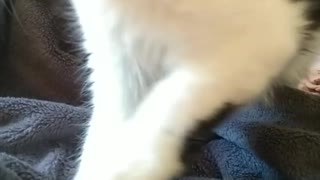 Cat Just woke up