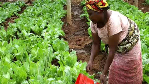 Far less fertilizer + natural methods = high yields