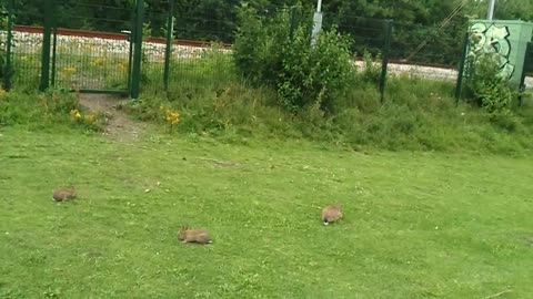 Wild rabbits in Almere.