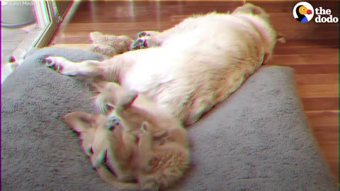 Dog LOVES Watching His Own Puppy Video | The Dodo