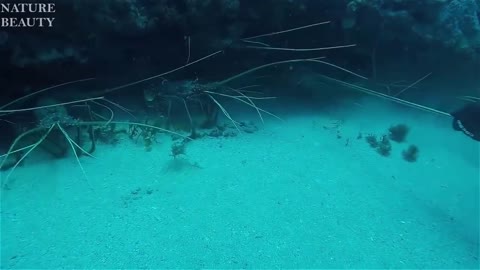 Amazing Catch Giant Lobsters Underwater - Big Octopus Hunting in the sea