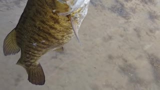 California smallmouth bass