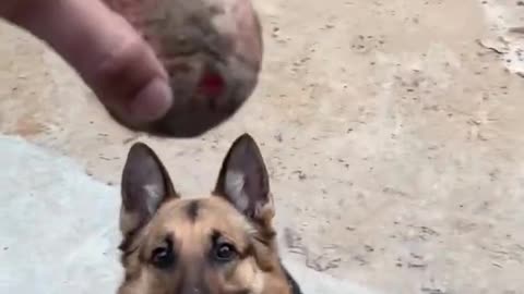 Funny Style Dog Training Video | Dog Training easy way