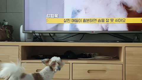 Dog fight with tv