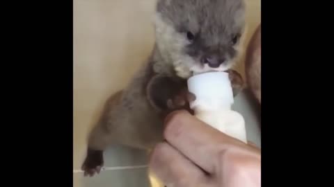 Cute FUNNY ANIMALS