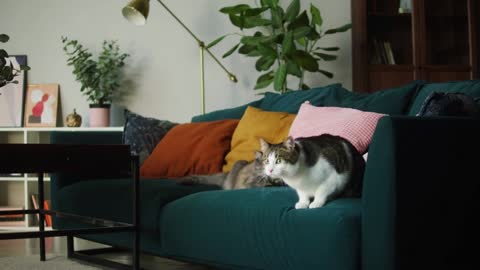 Cats lying on sofa in living room. Domestic animals at home