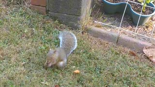 Cute wild squirrel.