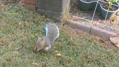 Cute wild squirrel.