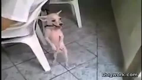 🐕🤣😂grasioso perrito demuestra que es el mejor bailando 😂🤣🐕
