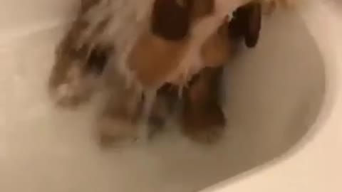 Watch this Satisfying Dog bath😁