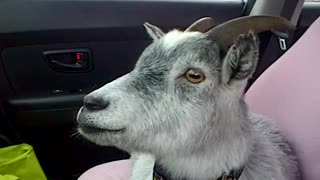 A Goat, A Dog, And A Pig Enjoy A Car Ride
