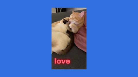 cat_catslove_cats_loving_moments