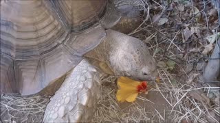 African Tortoise Eats Yummy Flower ^_^