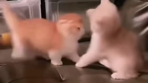 Adorable CAt Fighting
