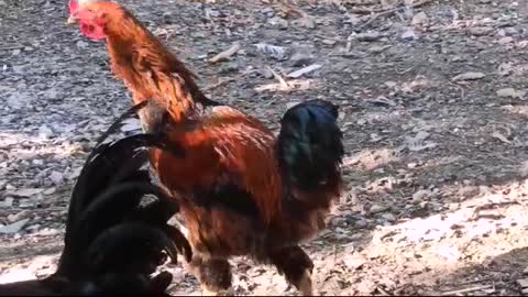 Hero Rooster rule their Own action And wonderful sing