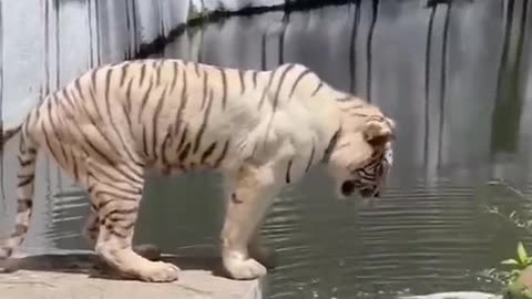 Funny tiger gigling water from mouth