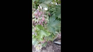 My Garden Time For Harcest Delicious Grapes