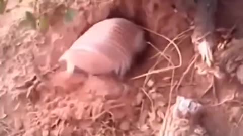 THIS IS THE SMALLEST ARMADILLO IN THE WORLD!