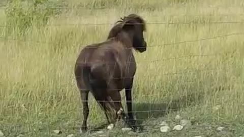 Pony Got Moves, Lighten up Your Day!