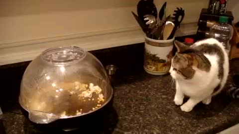 Cat vs popcorn