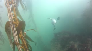 Water Bird Underwater, Cormorant