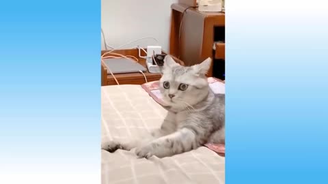Cat recorded in hiding look what happened