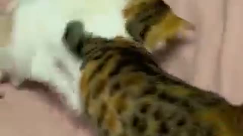 Funny animals videos 😺😺😻😹😹😹#funnycats #funnymoment