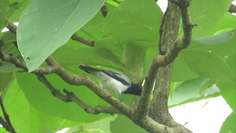 black headed cuckooshrike eating slug caterpillar