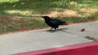 Hey crow...