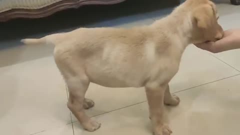 Labrador puppy training dog