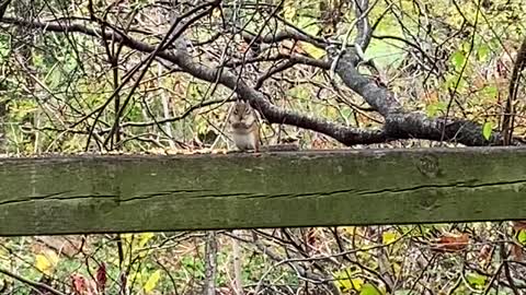 Alvin the chipmunk stuffing his/her face 😂