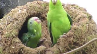Mother Parrot Feeds Her Baby In Ponding Way " Mouse Transfer "