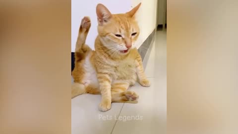 Funny 😺 cat