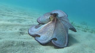 Colorful Octopus on the Seafloor