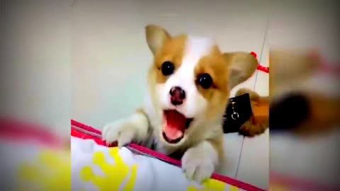 Baby cute dogs and funny dogs video # justcool