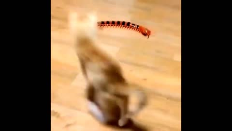 funny cat 2021/ dancing cat