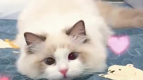 Cute and Funny Cat2021
