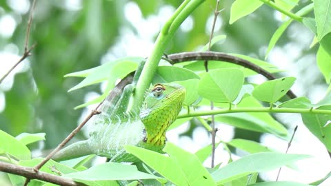 Close-up View Of An Iguana On A Tree