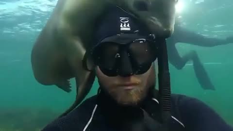 Sea lion gives diver a quick hug 🤗🌊