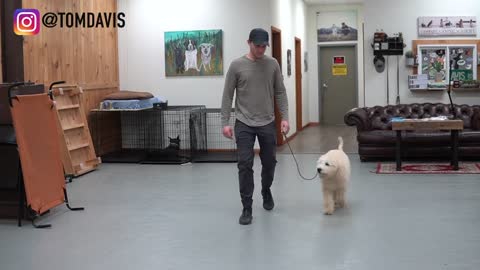 how to teaching dog how to walk on a leach