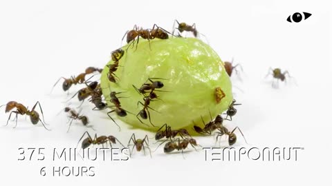 Ants vs Gooseberry Timelapse