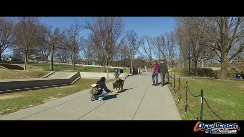 German Shepherd Off Leash Heeling Video Best Dog Training Off Leash K9 Training_