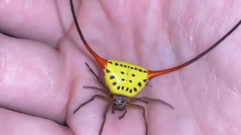 Long-horned orb-weaving spider (Macracantha arcuata) or spiked spider. | #Shorts #topchannel