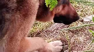 Flower sniffing.