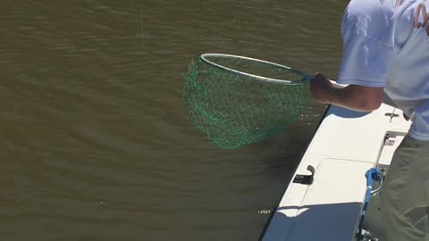 South Carolina Red Drum