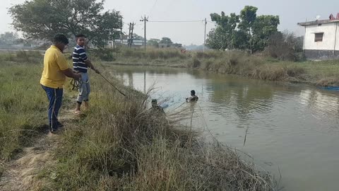 This how net fishing looks like in pond.