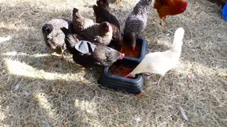 Nothing like Campbell's Chunky Chili Mac on a fall day...and chickens eating it.