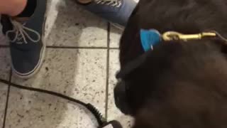 Service dogs first build a bear